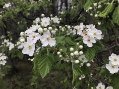 Crataegus mollis