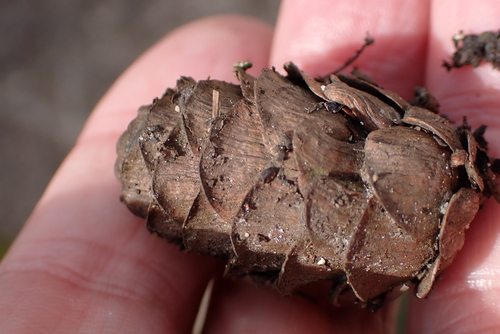 Image of Larix kaempferi by no rights reserved