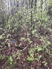 Cornus