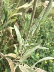 Gaillardia pulchella