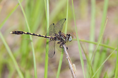 Progomphus obscurus