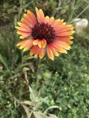 Gaillardia pulchella