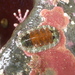 Mopalioidea - Photo (c) Alison Young, algunos derechos reservados (CC BY-NC), subido por Alison Young