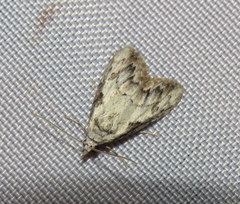 Nola pleurochorda