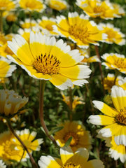 Layia chrysanthemoides