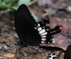 Papilio pitmani