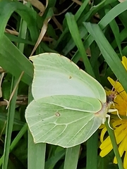 Common Brimstone