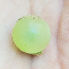 Amphibolips nubilipennis