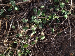 Convolvulus waitaha