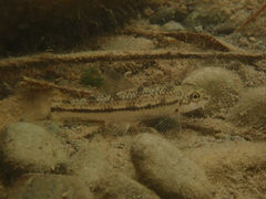 Highbody Longnose Gudgeon photo 1