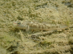 Nantaiensis Goby photo 3