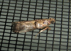 Conobathra hemichlaena