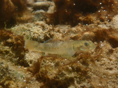 Red-Spotted Goby photo 2