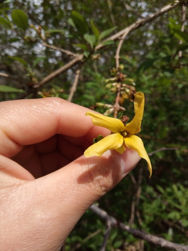 Forsythia viridissima, photograph 4