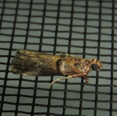 Conobathra hemichlaena