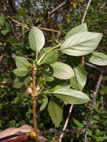 Forsythia viridissima, photograph 5
