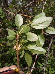Forsythia viridissima