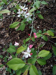 Malus hupehensis