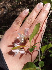 Malus hupehensis