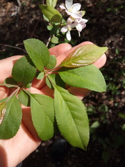 Malus hupehensis