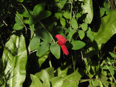 Lathyrus splendens
