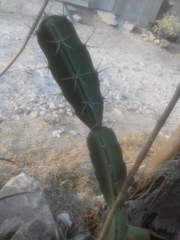 Acanthocereus tetragonus