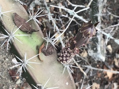 Acanthocereus