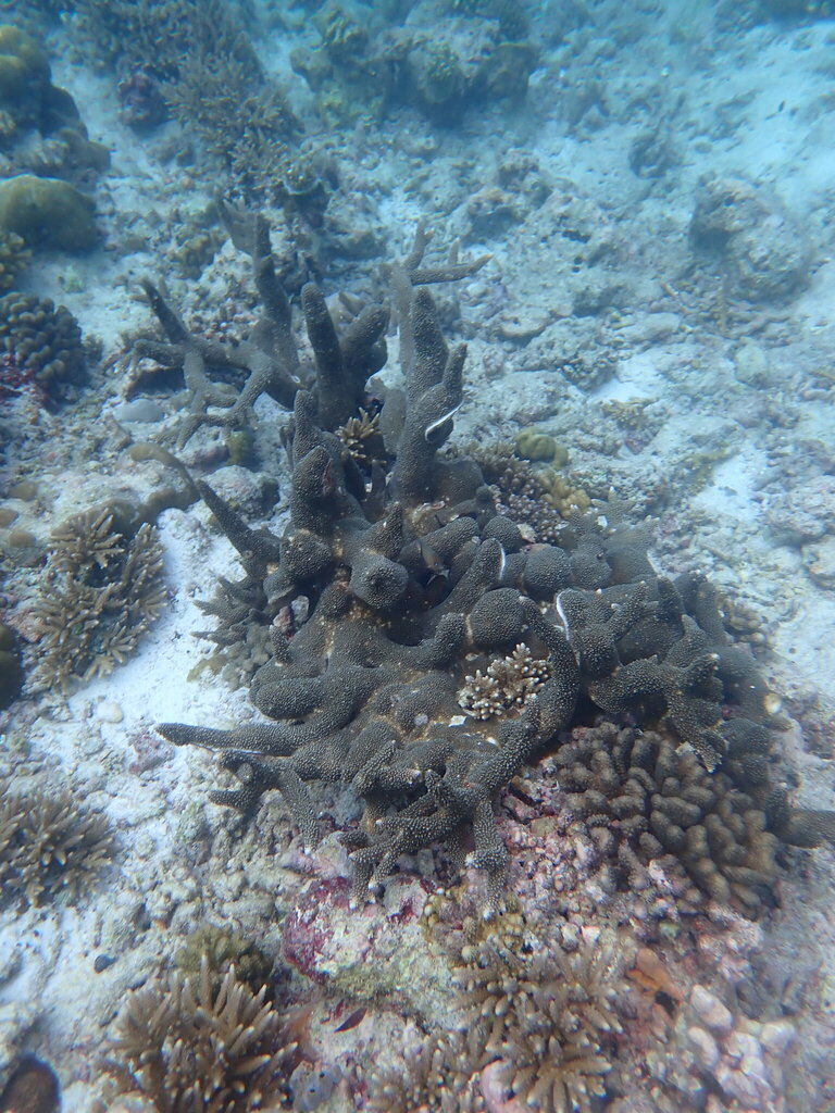 Acropora robusta