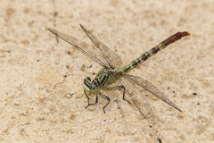 Arigomphus submedianus