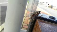 Pachylis laticornis