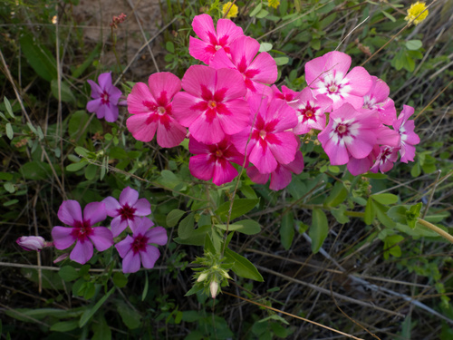 Phlox drummondii