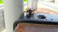Pachylis laticornis