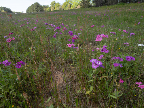 Phlox drummondii