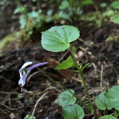Viola rostrata