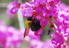 Xylocopa appendiculata
