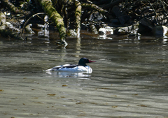 Mergus merganser