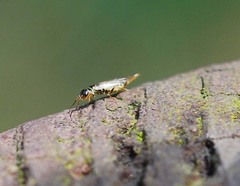 Xyelidae