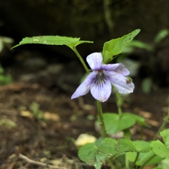 Viola rostrata