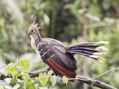 Hoatzin photo 4