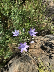 Triteleia bridgesii