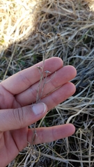 Solidago ptarmicoides