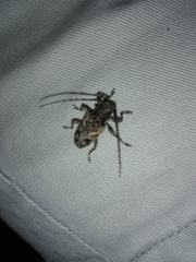 Aegomorphus circumflexus