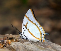Polyura eudamippus