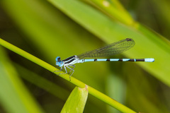 Argia bipunctulata