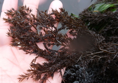 Odonthalia floccosa