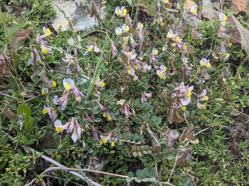 Image of Vicia lunata by (c) Marios Thoma, some rights reserved (CC BY)