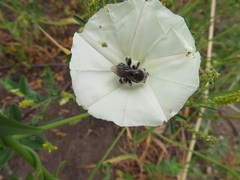 Diadasia bituberculata