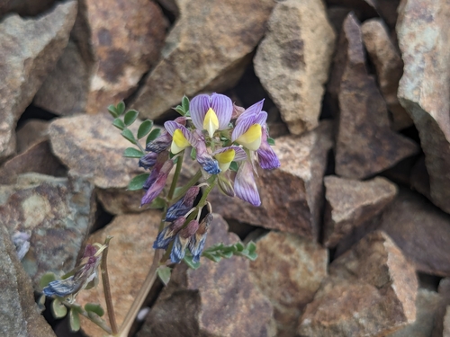 Image of Vicia lunata by (c) Marios Thoma, some rights reserved (CC BY)