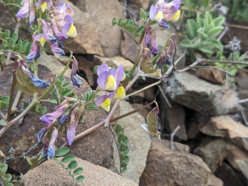 Image of Vicia lunata by (c) Marios Thoma, some rights reserved (CC BY)