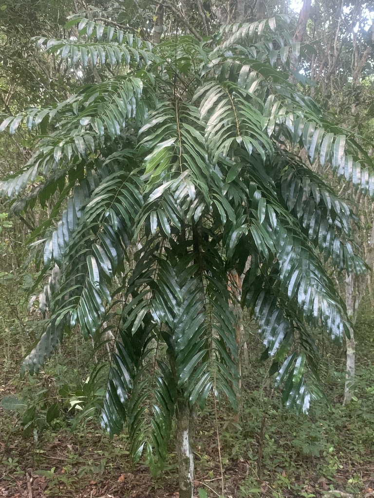Homalolepis insignis